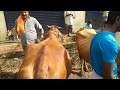 haveri cow market ಹಾವೇರಿ ಭರ್ಜರಿ🐄 ಆಕಳು ಪ್ಯಾಟಿ ಪ್ರತಿ ಗುರುವಾರ ಬೆಳಿಗ್ಗೆ every thursday morning