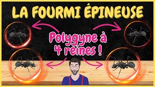 UNE FONDATION A 4 REINES ! POLYRACHIS ARMATA la fourmi avec des pics :) #elevage #fourmis #fourmi