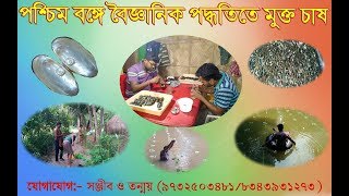 মিষ্টি জলে মুক্ত চাষ (9732503481/8343931273) / KULPI PEARL FARMING