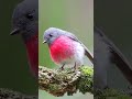 😱que passarinho lindo❤️ passarinhos passaros passeriformes youtube aves animais natureza