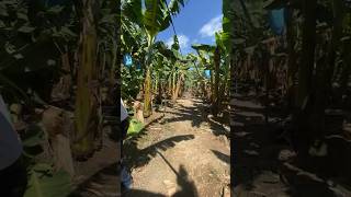 Walking through millions of banana plants in Guatemala 🍌