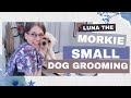 Small Dog Grooming (Grooming Morkie/ Luna Hair Cut)