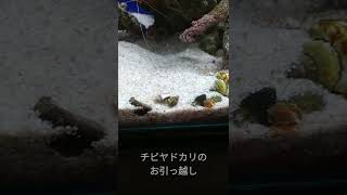 【決定的瞬間】ちびヤドカリのお引越し