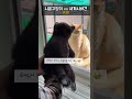 시골 고양이 vs 새끼 시바견 farm cat vs shiba puppy shorts