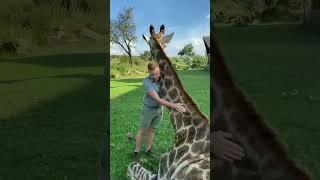 giraffe 🦒 Video | wild animals #giraffe #shorts #shortsfeed #animals #viral #funnyvideos #cuteanimal