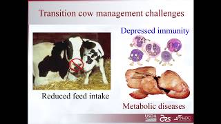 Phibro | Health and Immunity in Transition Cows