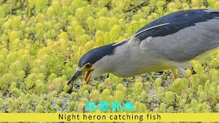 夜鷺捕魚 Night Heron catching fish