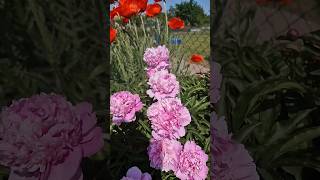 Peonies and Poppies with Veena BGM by Phani garu#Garden#Poppies#Peonies#Germany