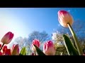 Music of nature.  Flowering.  Very nice video.