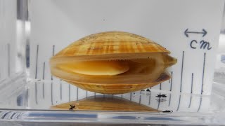 バカガイ（アオヤギ） Mactra chinensis【浦安水辺の生き物図鑑】