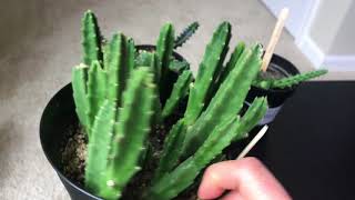 Succulent issues - Problems With Stapelia cactuses, Crassula Springtime and Aeonium