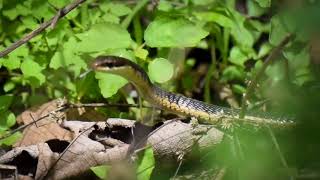 Indian snake. the forest bhatode ( vani)  dindori nashik 422215