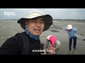 【世界厨房】广西北海的特色美食，舌尖上的大肥虫子 sandworm catch and cook in beihai guangxi china