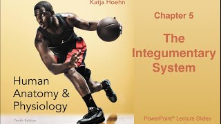 Chapter 5 Anatomy and Physiology: Integumentary System Lecture