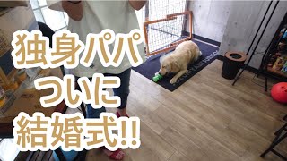 独身パパついに!!!結婚式！ゴールデンレトリバーティト