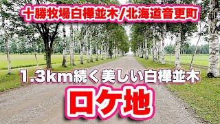 十勝牧場白樺並木/北海道音更町【映画のロケ地】白樺並木が約1 3km続く景勝地【旅行VLOG】十勝牧場白樺並木,北海道,河東郡,音更町,駒場並木,白樺並木,十勝牧場,白樺,並木,駐車場,牧場,ダート道