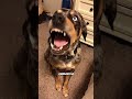 Dog Talking Back! - RxCKSTxR Comedy Voiceover!