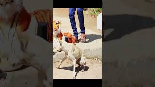 Run!! 😂🐕🐯 Prank Dog with Fake Tiger So Funny Dogs Prank Try To Stop Laugh 2023 #shorts 🐕