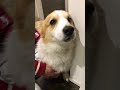 犬ギターをぶちかますと、どえりゃーことに‼︎【コーギー犬】【犬】 shorts