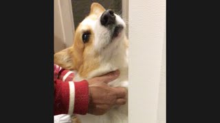 犬ギターをぶちかますと、どえりゃーことに‼︎【コーギー犬】【犬】#shorts