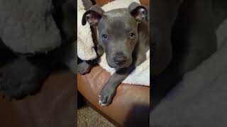 Talking Puppy Pitbull Asks For Help