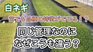 【こんなに違うの！？】同じ管理をしてるのに、苗の時点で品種間差がこんなに出る？