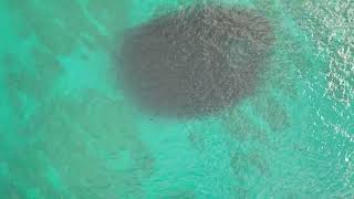 feeding frenzy 🦈 🐬 🐟 🐠 🤣12/26/2024 #aerialshot #surf #underwater #fishes