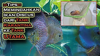 TIPS MEMINDAHKAN IKAN DISCUS SETELAH SELESAI KARANTINA KE AQUARIUM UTAMA