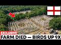 England Released Wild Animals Into a Dead Farm — What Came Back In 25 Years Was Unbelievable