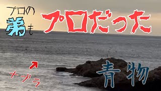 【青物ミノー】ワラサかブリか…!?プロ弟の前でナブラが起きるとこうなる