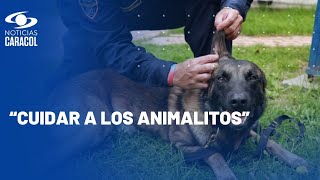 Salvando patas: iniciativa para que los Bomberos de Bogotá rescaten a su mascota durante un incendio