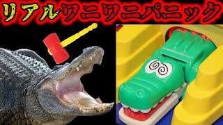 本物のクロコダイルでワニワニパニックをやったら死にかけた...【危険度MAX】