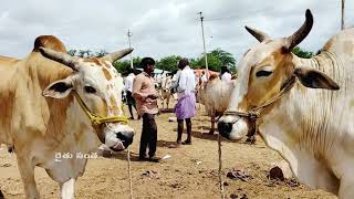 మంచి దిట్టమైన ఎద్దులు | pebbair sheep goat market | pebbair bull market | pebbair santha