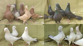 Top Quality Lal Surkhe,Zaak Makoo,Lal Rampuri,Lal Bajre Kabutar@Sayyed Pigeon Loft-7021412370