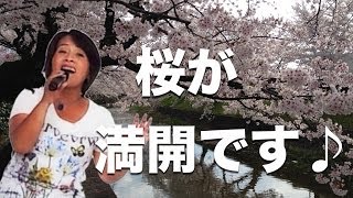 桜レポート（愛知県丹羽郡大口町・桜橋）