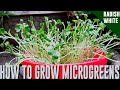 How to Grow Radish Microgreens from Start to Finish - Harvesting Daikon White Radish Microgreens