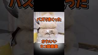 バズりまくったネコ動画集#shorts #cat #cute #猫