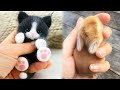 AWW Animals SOO Cute! Cute baby animals Videos Compilation cute moment of the animals #4