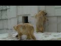 polａr bear 20100128 イコロとキロルの追いかけっこ＆バトル（円山動物園）