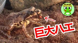 #33巨大ハエに挑むニホンアカガエルその他【おたま日記】