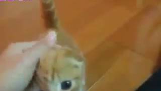 かわいい猫動画 スコティッシュフォールドの子猫 鳴き声がかわいい！