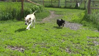 Stafford Animal Shelter reflects on its first month post-flood