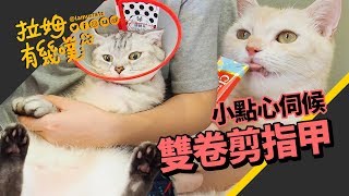 Angry Cats Cut Nail┃LAMUNCATS ♧