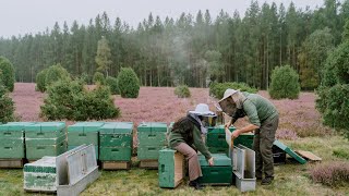 #56 Harvesting Raw, Organic Honey from the Beehive | Bee’s Dream Dessert