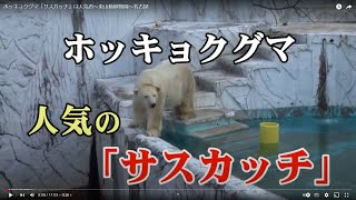 ホッキョクグマ「サスカッチ」は人気者～東山動植物園～名古屋