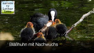 Blässhuhn mit Nachwuchs