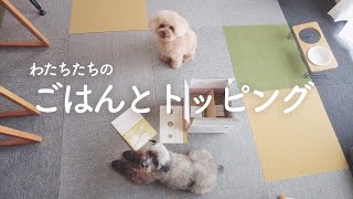 保護犬と姉犬の大好きご飯を公開します。｜Day58