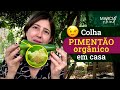 COMO FAZER MUDAS DE PIMENTÃO - Horta em Casa | Marcia Chiad