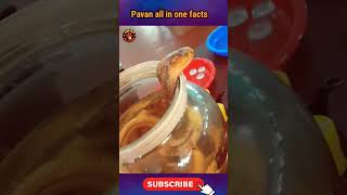 99% మంది ఇలాంటి snake 🐍  wine తాగి ఉండరు.#shortvide#trending#ytshorts#shortvideo  #viral #animals