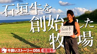 【沖縄：石垣牛】父が築いた石垣牛 肉屋が始めた挑戦《牛旅wasabee 牛飼いストーリー056》